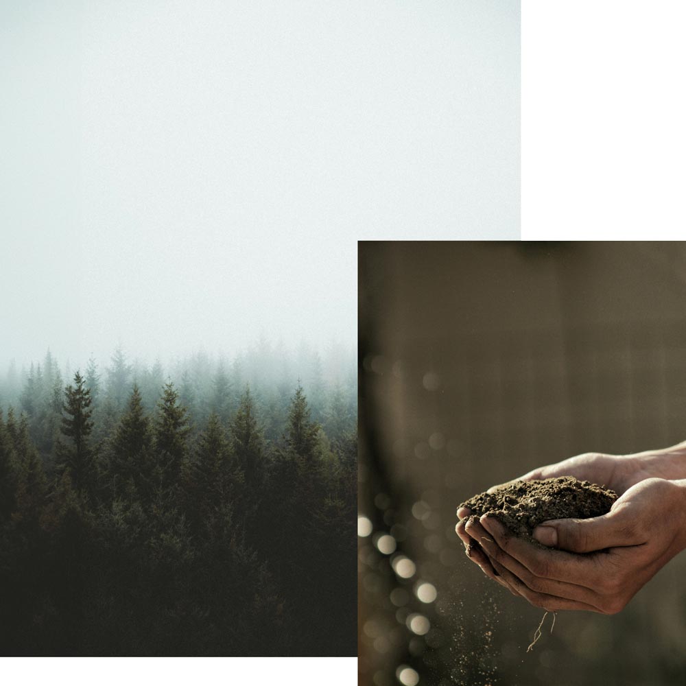 Two different nature images